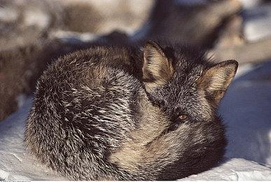 佛州小丑回应自己出现在《GTA6》：R星，我们得谈谈了